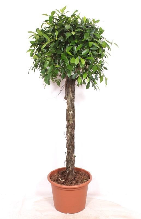 <h4>Ficus Nitida</h4>