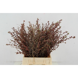 PRUNUS COMET MUME PER STEM 045CM