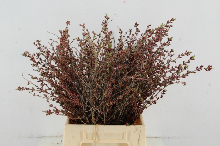 <h4>PRUNUS COMET PER STEM 045CM</h4>