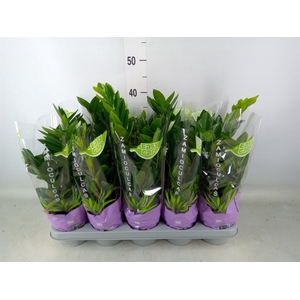 Zamioculcas zamiifolia