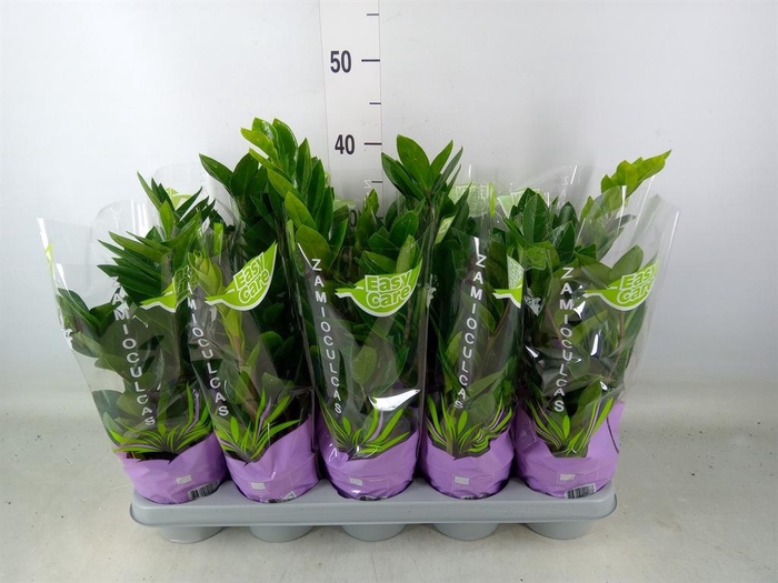 <h4>Zamioculcas zamiifolia</h4>