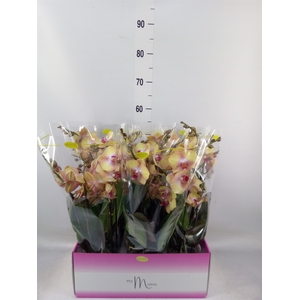 Phalaenopsis   ...yellow