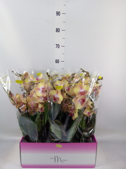 <h4>Phalaenopsis   ...yellow</h4>