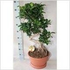 Ficus 21 Cm. P. Lyrata 110 Cm. Hoog 21 Cm. Pot