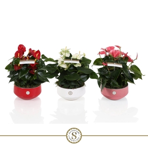 Table Anthurium Schaal Mix in Lucca keramiek