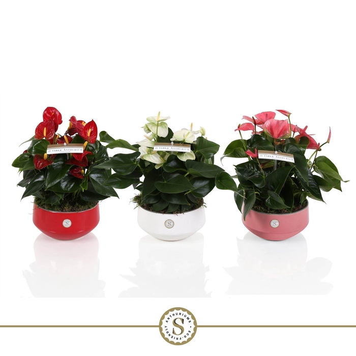 Table Anthurium Schaal Mix in Lucca keramiek