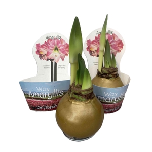 HIPPEASTRUM-HYBRID P14