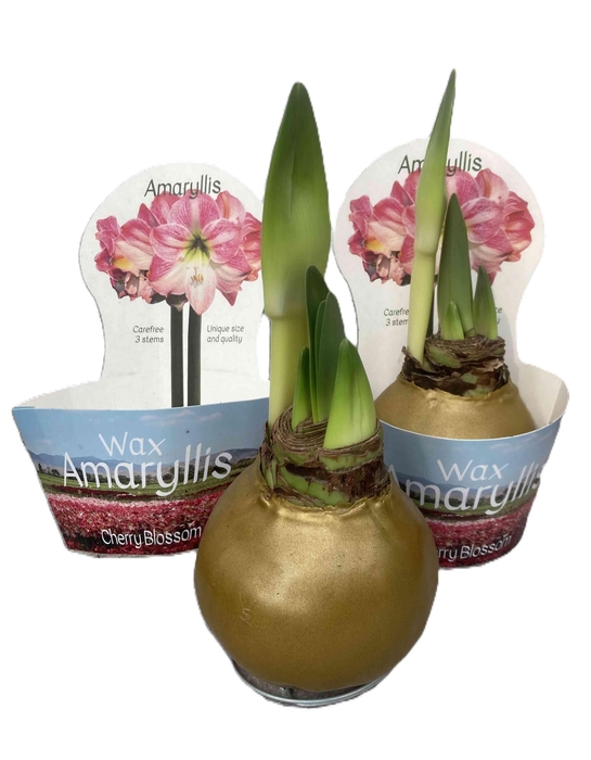 <h4>HIPPEASTRUM-HYBRID P14</h4>