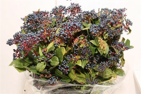 <h4>Viburnum Berry Blue P Bunch</h4>