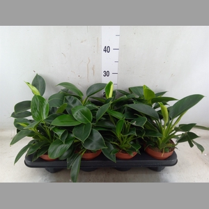 Philodendron  'Green Princess'