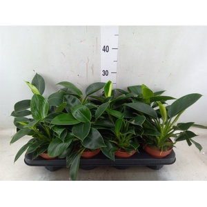 Philodendron  'Green Princess'