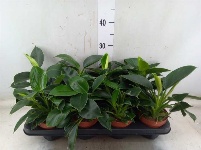 <h4>Philodendron  'Green Princess'</h4>