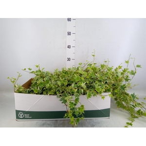 Hedera helix 'White Ripple'