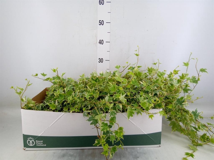 <h4>Hedera helix 'White Ripple'</h4>