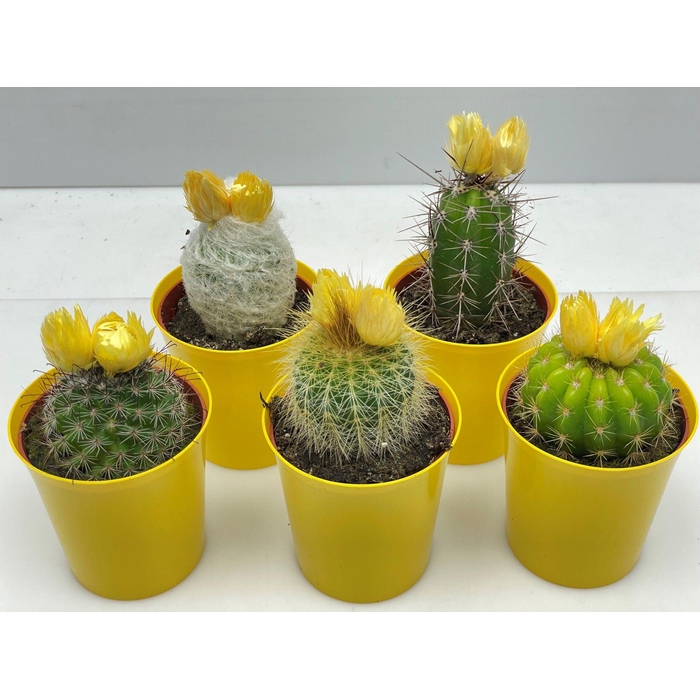 <h4>CACTUS VERSIERD</h4>