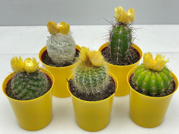 CACTUS VERSIERD