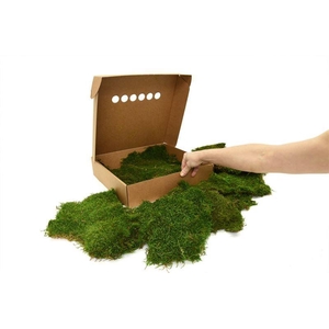 Platmos Gepreserveerd Ca. 0,40 M2