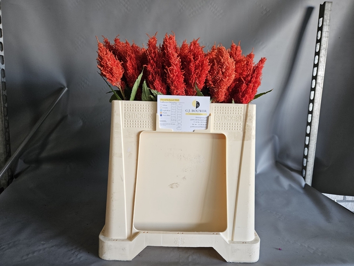 <h4>CEL P KIM ORANJE</h4>