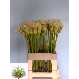 ALLIUM WHITE EMPRESS