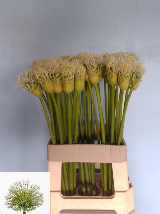 <h4>ALLIUM WHITE EMPRESS</h4>