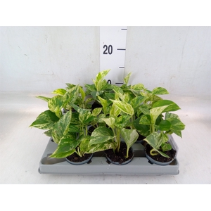 Epipremnum pinn. 'Marble Queen'