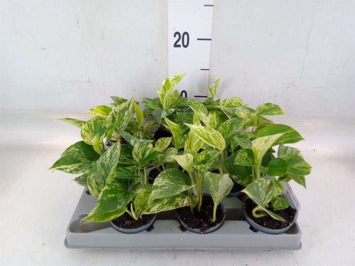 <h4>Epipremnum pinn. 'Marble Queen'</h4>