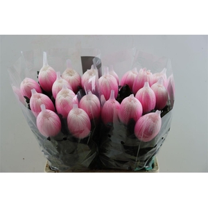 Chr G Kbh Antonov Pastel Pink