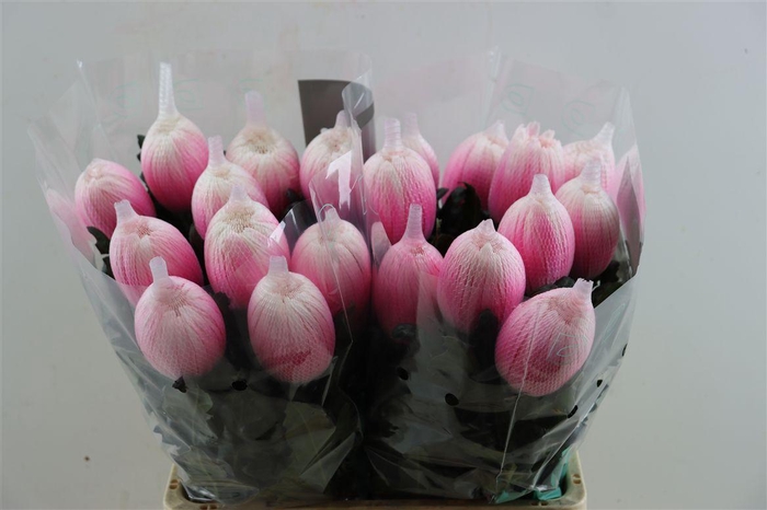 <h4>Chr G Kbh Antonov Pastel Pink</h4>