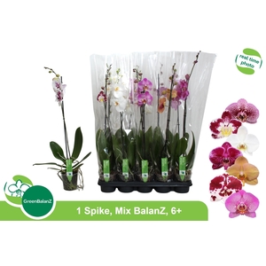 PHAL GEM