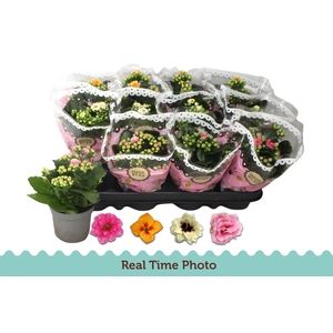 KAL GE GEM TWEEKL BL