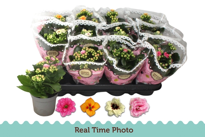 <h4>KAL GE GEM TWEEKL BL</h4>