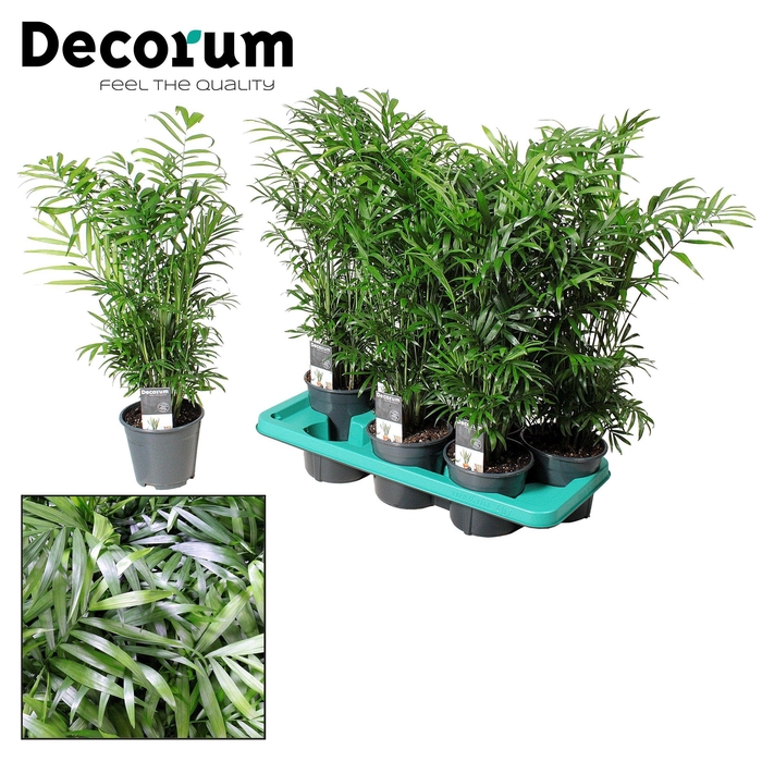<h4>Chamaedorea elegans</h4>