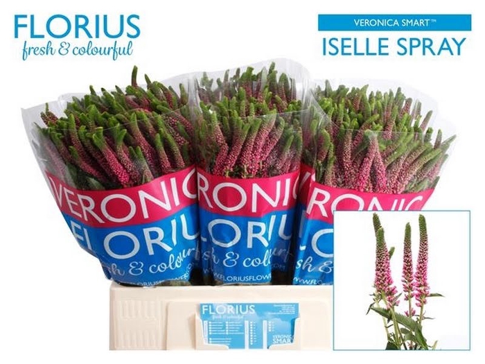 Veronica Smart Iselle Spray Florius