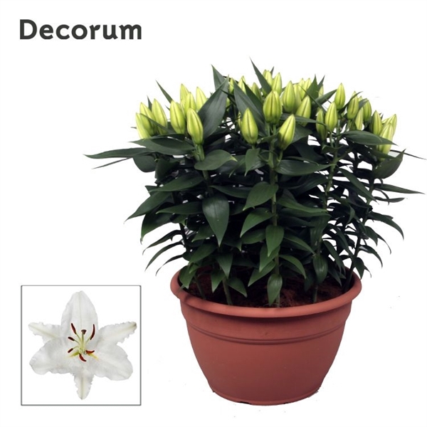 Lilium Or Wit XL 15pp