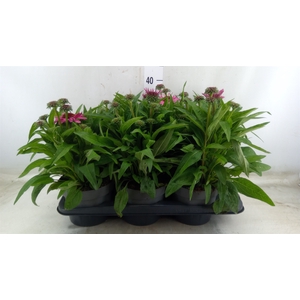 Echinacea purpurea Sunmagic Vintage