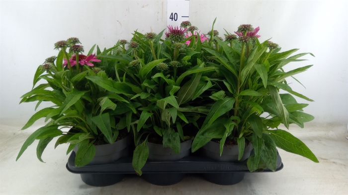 <h4>Echinacea purpurea Sunmagic Vintage</h4>