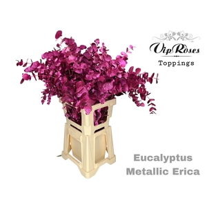 Euca Cinerea Metallic Erica 300gr