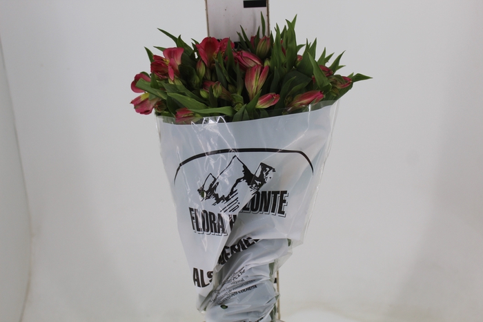 <h4>ALST. ALYNA 070 CM</h4>