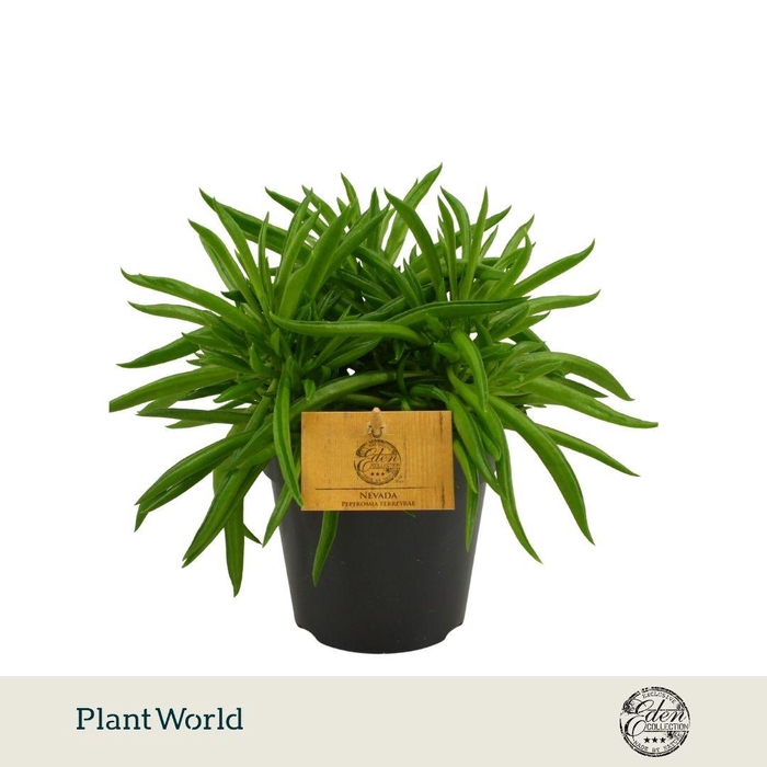 <h4>Peperomia ferreyrae Nevada 12cm</h4>
