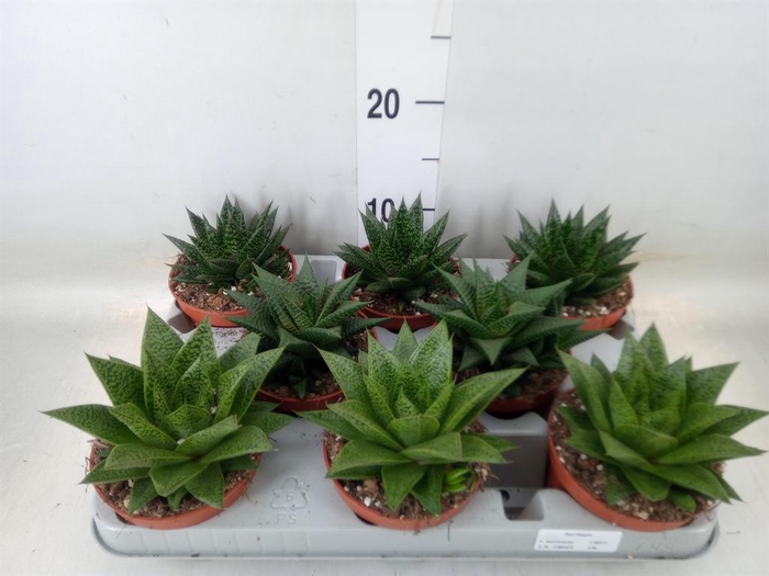 <h4>Aloe   ...mix</h4>