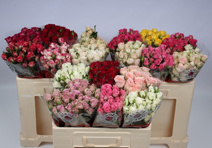 <h4>R TR GEM IN FUST</h4>