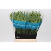 Ornithogalum Mount Fuji