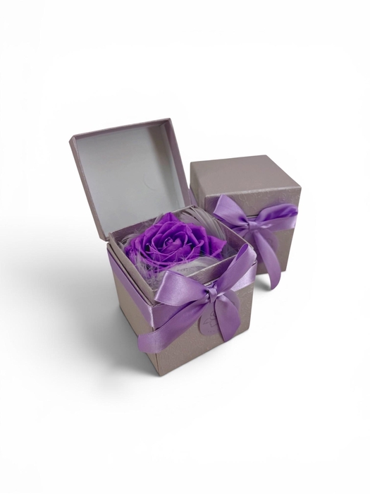 <h4>ARR ROSA POT H%</h4>