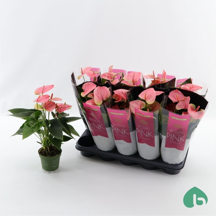 <h4>Anthurium Andr. Sweet Dream</h4>