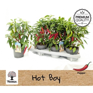 PEPER PLANTEN