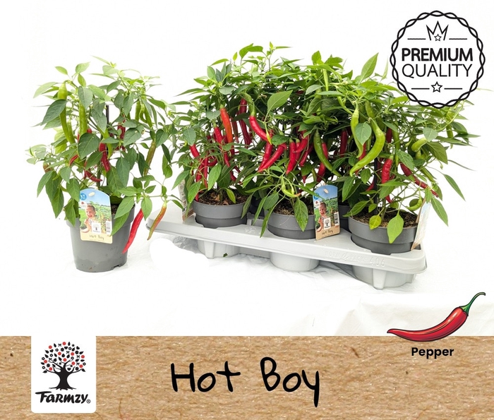 <h4>PEPER PLANTEN</h4>