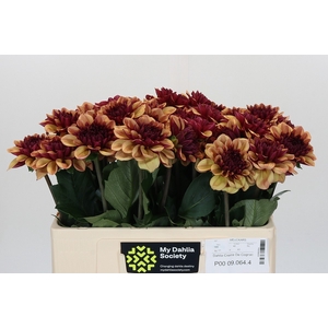 Dahlia Creme de Cognac