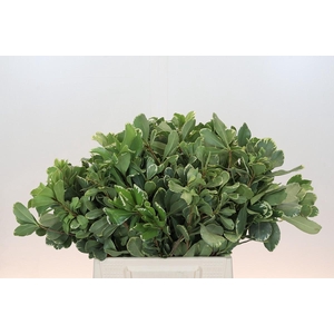 Pittosporum Ilan