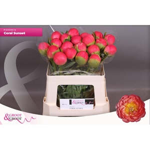 Paeonia Coral Sunset | XXL