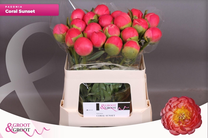 <h4>Paeonia Coral Sunset | Xxl</h4>